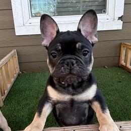 Zuko - Black and tan male French Bulldog puppy in Greenville, Texas from Lisa's French Bulldogs