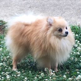 Nova - Pomeranian