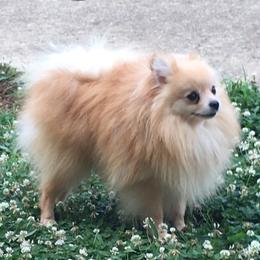 Nova - Pomeranian