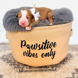 Toadette - Red female Bernedoodle puppy in West Haven, Utah from Split Mountain Doodles