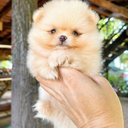 Juiju - Pomeranian