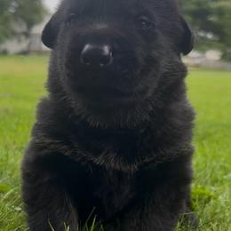 Bullet - Bi-color male German Shepherd puppy in Salem, Ohio from von den Kilöff Working German Shepherds