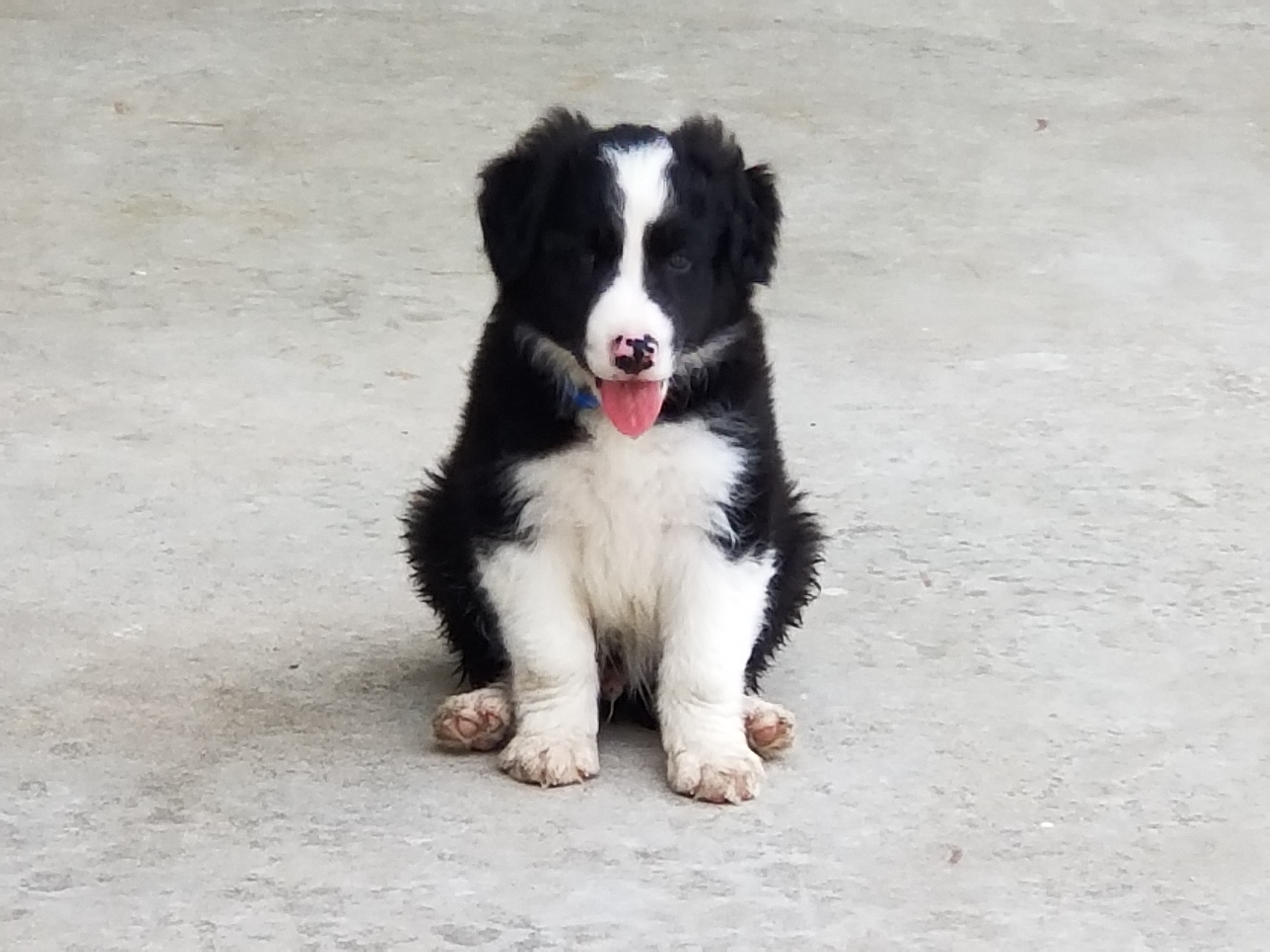 Border Collie Puppies from Bond Border Collies