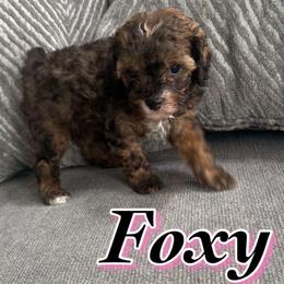 Foxy - Phantom female Poodle puppy in Saint Cloud, Florida from Rising Star Kennels