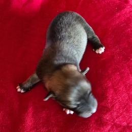 Yukon - Red and white male Icelandic Sheepdog puppy in Mariposa, California from Glacier Point Icelandics