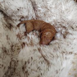 Red Boy 5 - Apricot male Goldendoodle puppy in Apache Junction, Arizona from Loving Doodle