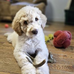 Echo - Cream male Labradoodle puppy in Lansing, North Carolina from Murphy Manor Mountain Doodles