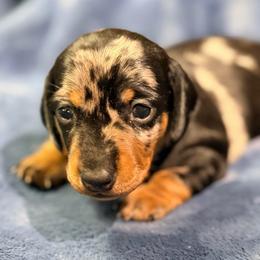 Mistletoe - Dapple female Dachshund puppy in Whitehouse, Texas from Daschund Pups
