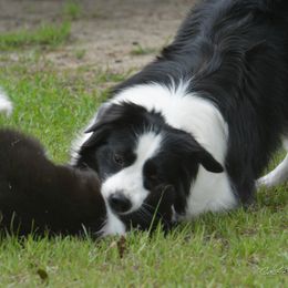 Border Collie Puppies from Shorewind Border Collies