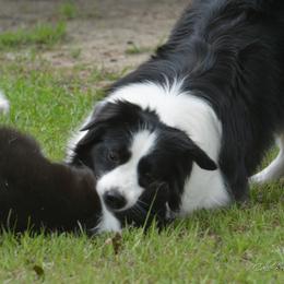 Border Collie Puppies from Shorewind Border Collies
