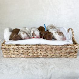 Goldendoodle Puppies from Ruby's Kit & Ka'Doodles