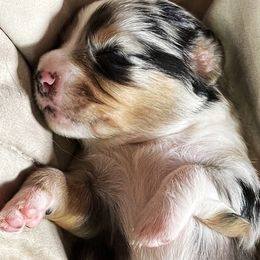 Australian Shepherds from AUSSIELIFEFARMS, LLC