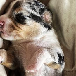 Australian Shepherds from AUSSIELIFEFARMS, LLC