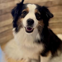 Ellie - Black tri female Miniature American Shepherd puppy in Ash Grove, Missouri from 3 Barrels Farms, LLC