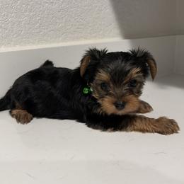 Male 3 - Black and gold male Yorkshire Terrier puppy in Killeen, Texas from Grand 7 Kennelz