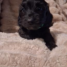 Hoss (green) - Black male Dachshund puppy in Martinsville, Indiana from Kary's Mini Doxie Kuddles