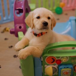 Golden Retriever Puppies from Dani’s Dawgs