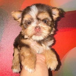 Reese - Chocolate, tan and white female Yorkshire Terrier puppy in Flowood, Mississippi from Prissy PawPals