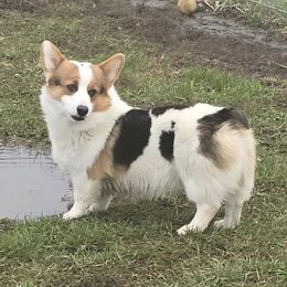 Bouncer - Pembroke Welsh Corgi