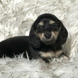 Starla's Black and Cream - Black and cream female Dachshund puppy in Kalama, Washington from Dazzling Doxies