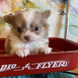 Eddy - Fawn and white male Chihuahua puppy in Red Bluff, California from Aye Chihuahua