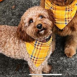 Lucy - Goldendoodle