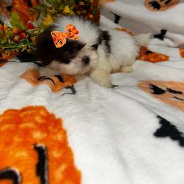 Hailey - Liver and white female Shih Tzu puppy in Azusa, California from RJ Shih Tzu lover