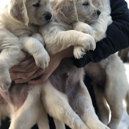 Golden Retriever Puppies from Valley View Goldens