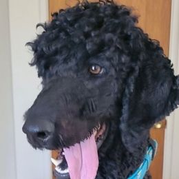 Chase - Poodle