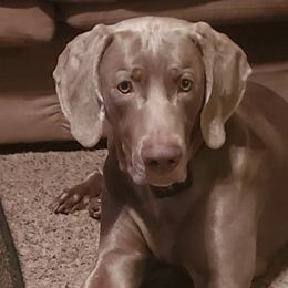 Weimaraners from Dixon Weimaraner