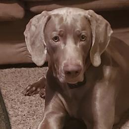 Weimaraners from Dixon Weimaraner