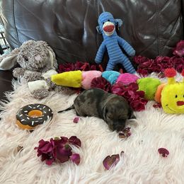 Dachshund Puppies from Gulfishan Kennels