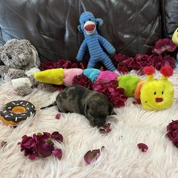 Dachshund Puppies from Gulfishan Kennels
