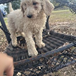 Pooh bear - Cream male Goldendoodle puppy in Quitman, Texas from Wright Doodles