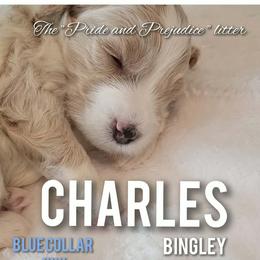 Charles Bingley- BLUE - Parti male Goldendoodle puppy in Fort Worth, Texas from Stacy Warwick