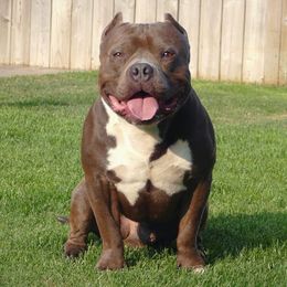 Woodsie - American Bully