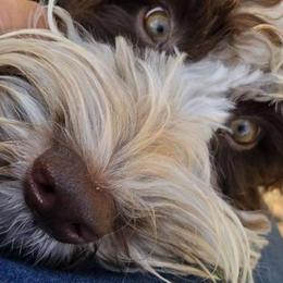 Light blue Nestle - Chocolate Australian Labradoodle puppy in San Antonio, Texas from HighStar ALD, Inc.