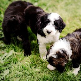 Sheepadoodle Puppies from Life Unleashed Farm