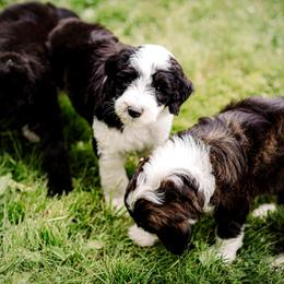 Sheepadoodle Puppies from Life Unleashed Farm