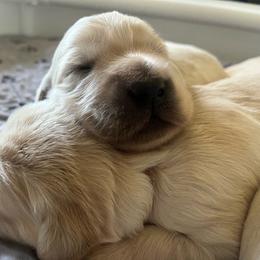 Red - Golden female Golden Retriever puppy in Gastonia, North Carolina from Crowders Creek Goldens