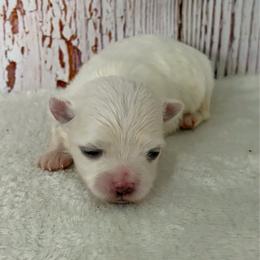 Male 2 - White male Maltese puppy in Monticello, Iowa from Ashley’s Puppies