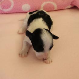 Willow - Black and white female Havanese puppy in Sunriver, Oregon from Contigo Havanese