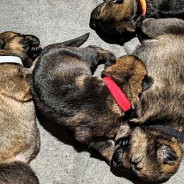 German Shepherd Puppies from Cintron K9