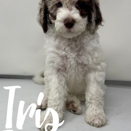 Iris - Cream female Labradoodle puppy in Ballwin, Missouri from Show Me Doodles