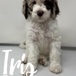Iris - Cream female Labradoodle puppy in Ballwin, Missouri from Show Me Doodles