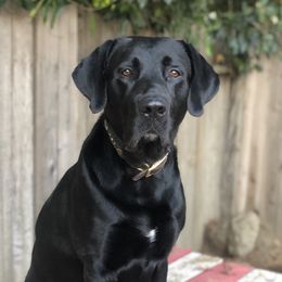 Ruger - Labrador Retriever
