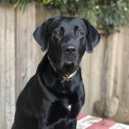 Ruger - Labrador Retriever