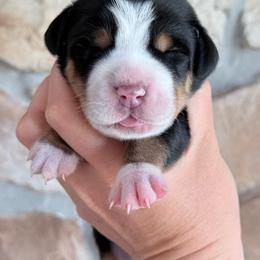 Lavender - Black, white and red female Greater Swiss Mountain Dog puppy in Everett, Pennsylvania from Sweet Stream Swissies