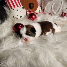 Tinkerbell - Sable and white female Shih Tzu puppy in Center Point, Iowa from Puppies in a Box Shih tzus