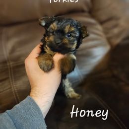 Honey - Black and tan female Yorkshire Terrier puppy in West Plains, Missouri from Brinkley Yorkies